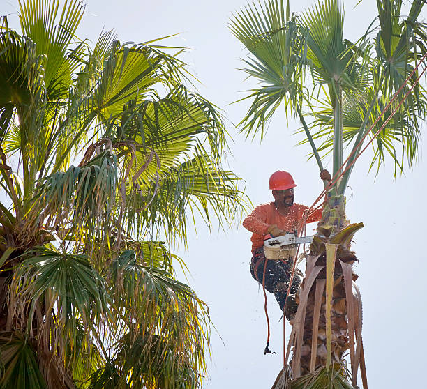 Professional Tree Care Services in Claxton, GA